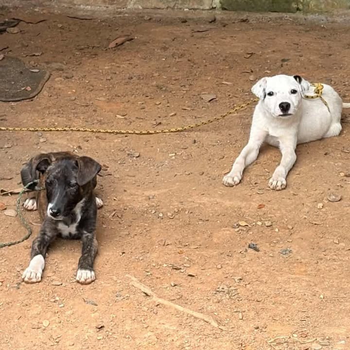 Cachorros en Adopción Risaralda