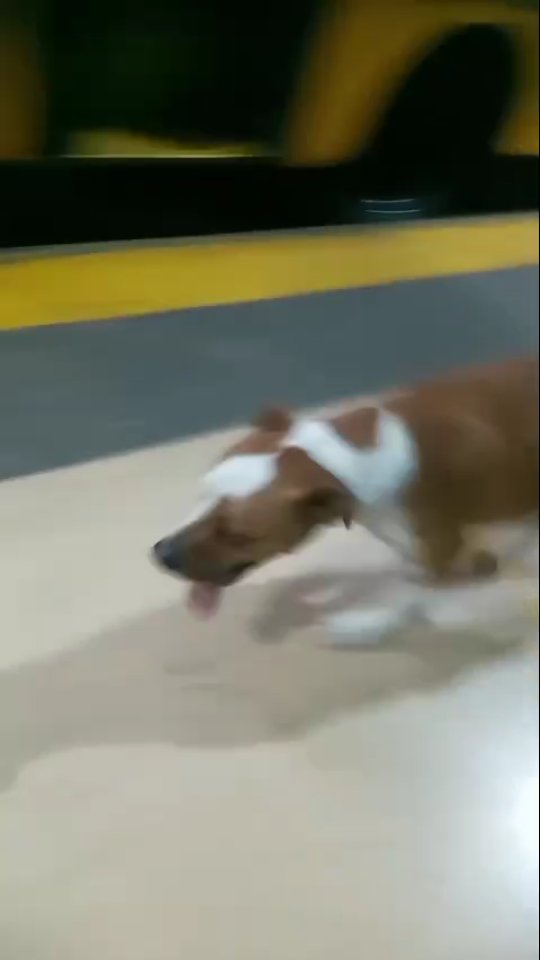 Perro encontrado en estación Megabus Cuba 