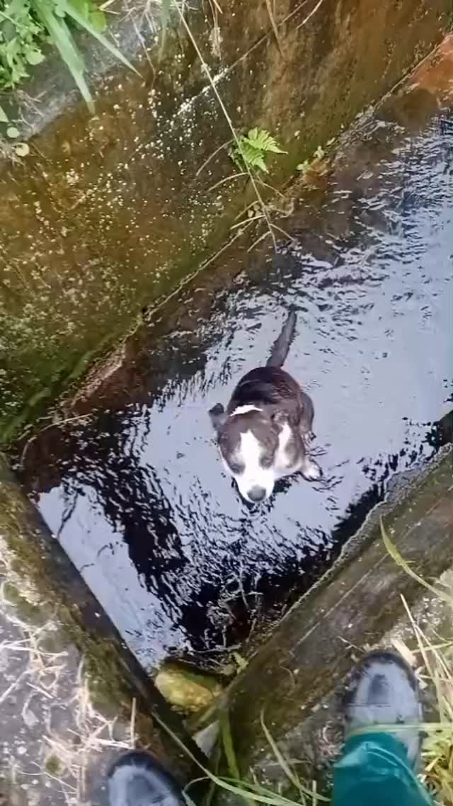 Perro rescatado en Boquerón, Risaralda