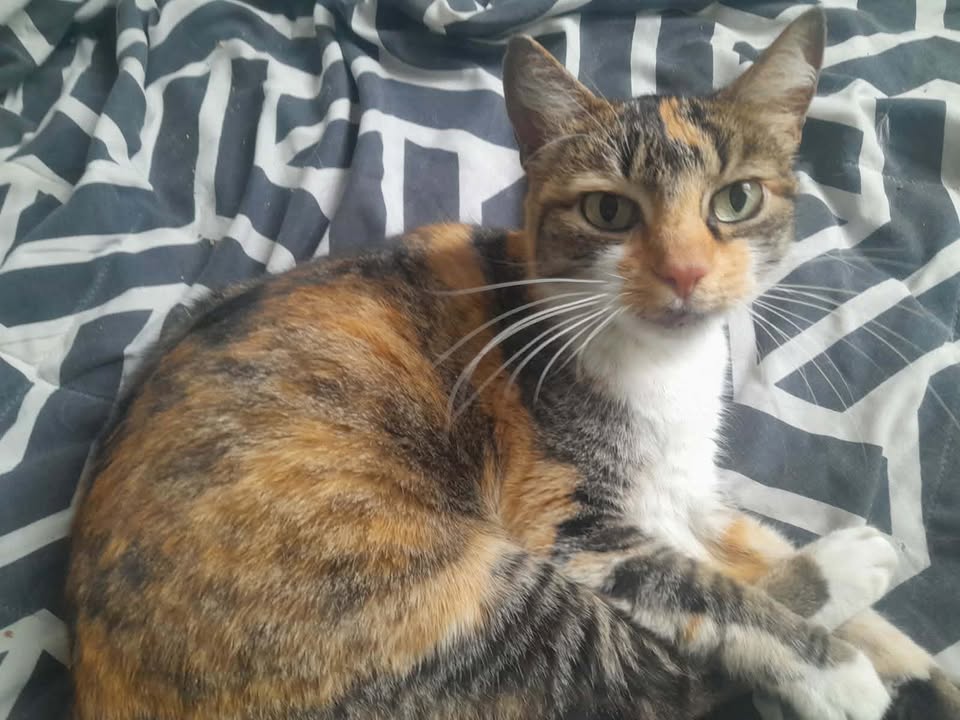 Gato encontrado en el barrio La Victoria 