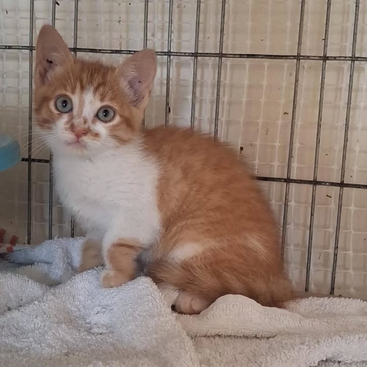 Gaticos en adopción responsable 