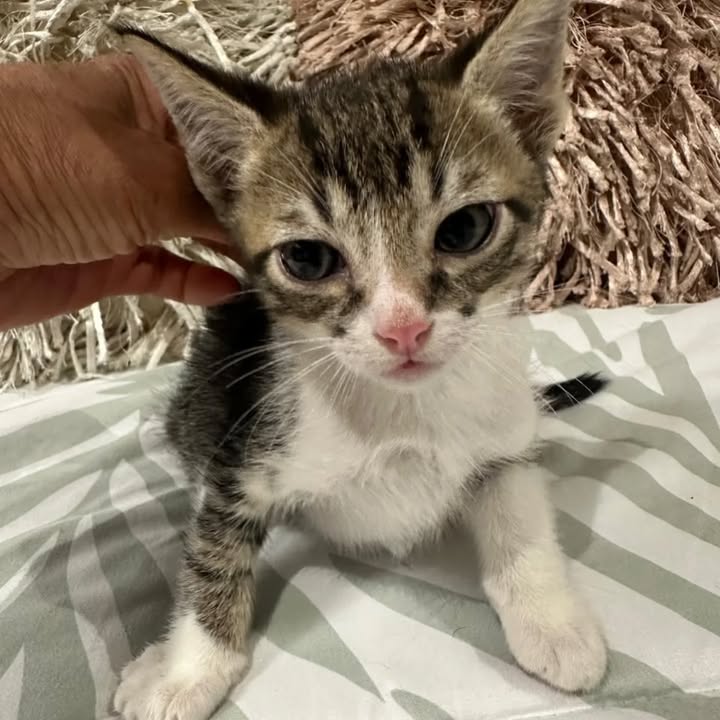 Gaticos en adopción responsable 