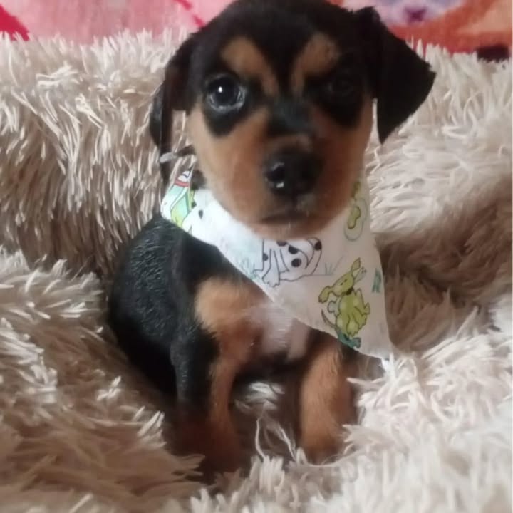 Cachorritos en adopción en Risaralda 