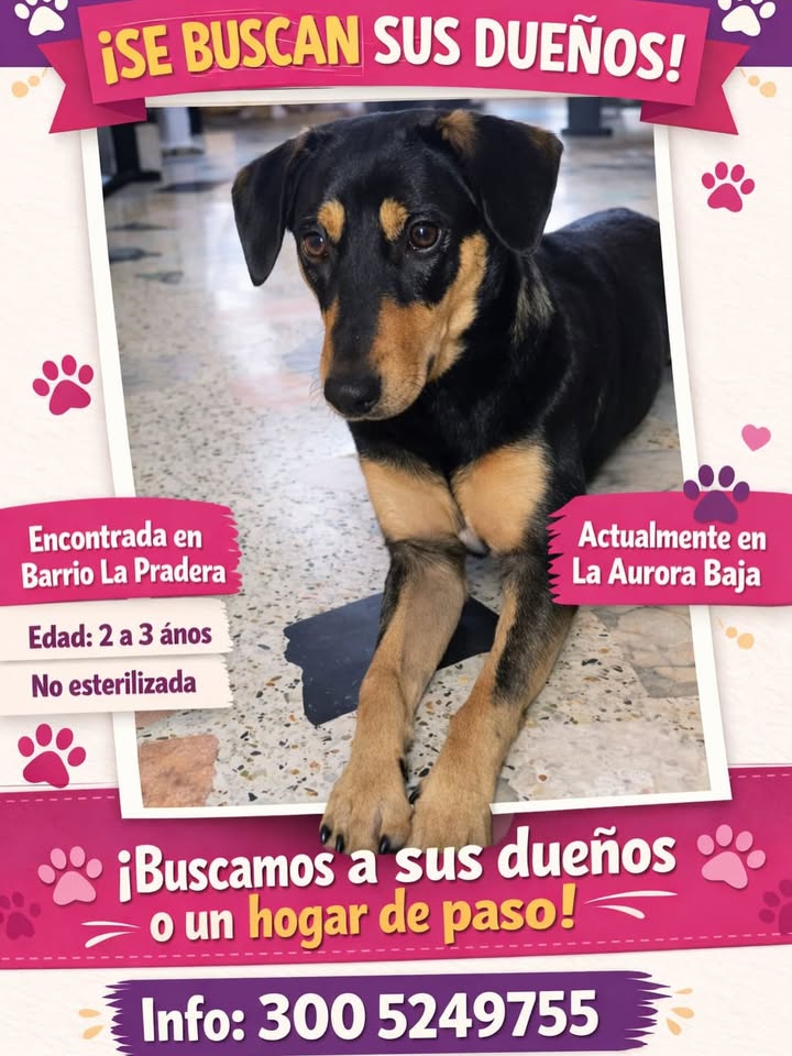 Perro encontrado en La Pradera, Risaralda