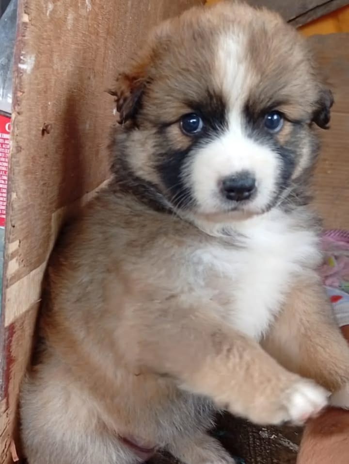 Cachorros en adopción en Risaralda 