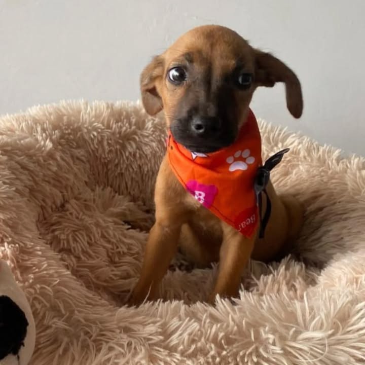 Cachorritos en adopción en Risaralda 