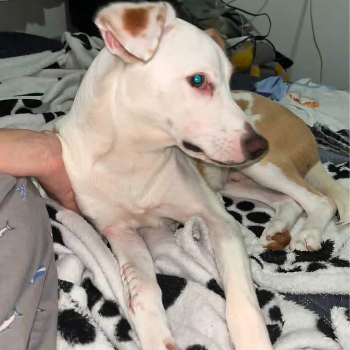 Adopción de perro en Risaralda 