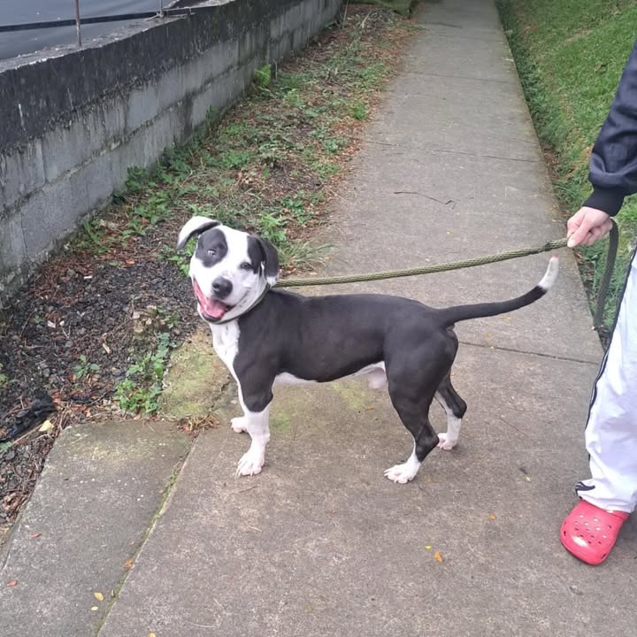 Adopción Canina en Risaralda