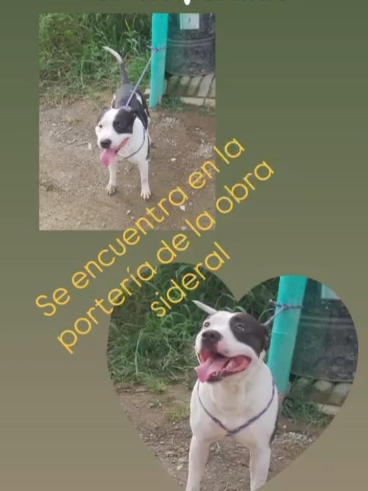 Perro encontrado en Risaralda
