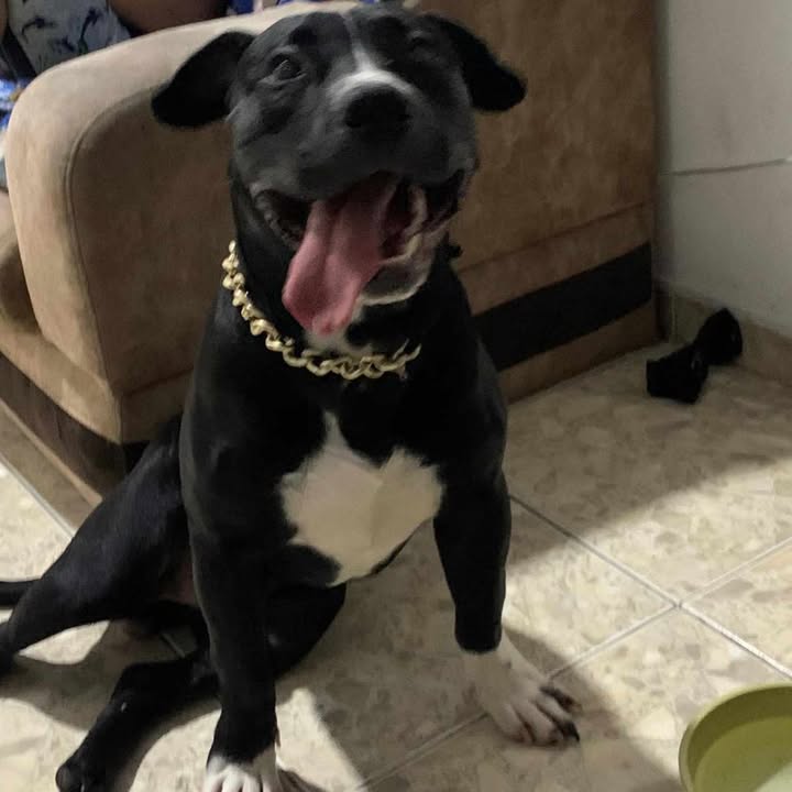 Cachorro perdido en Risaralda