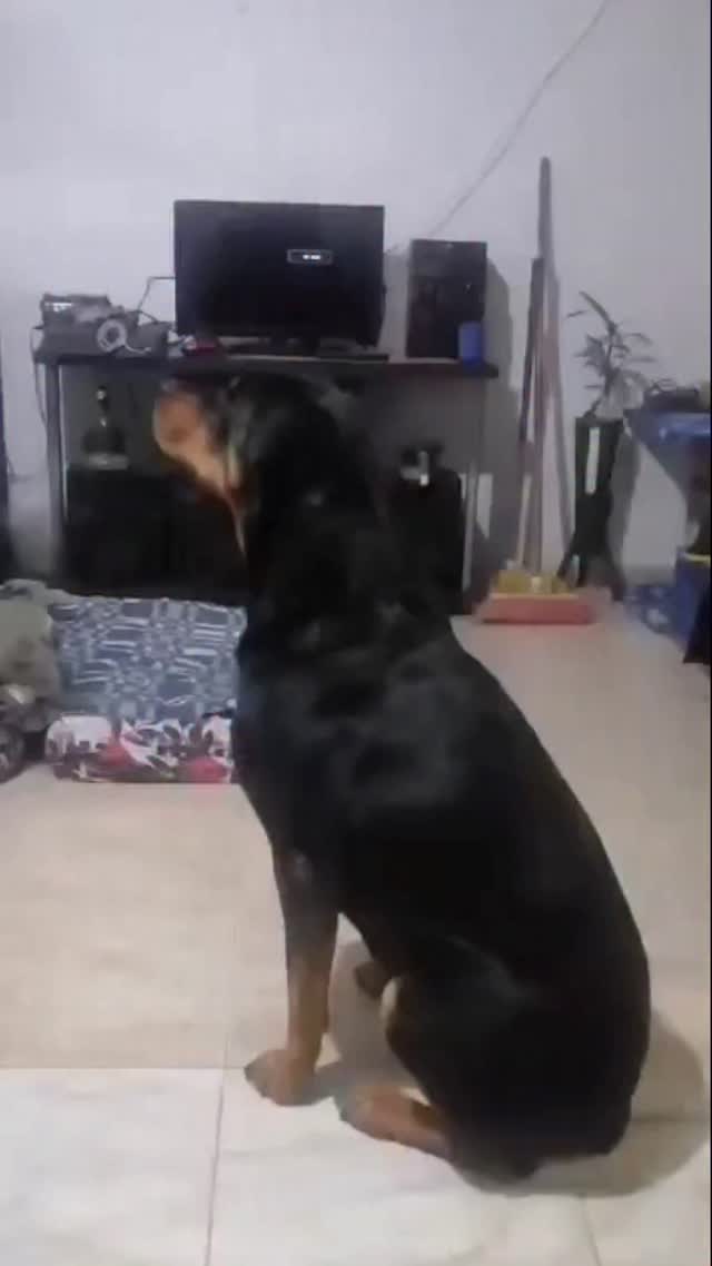 Adopción Rottweiler 5 años Risaralda