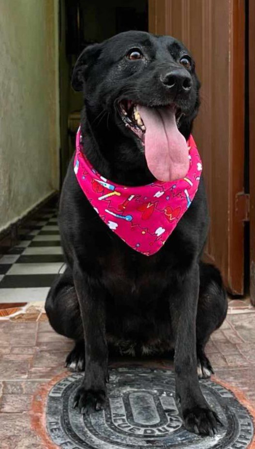 Adopción de Perrita Responsable