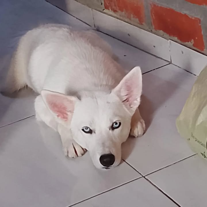 Adopción Cachorro 8 Meses Risaralda 