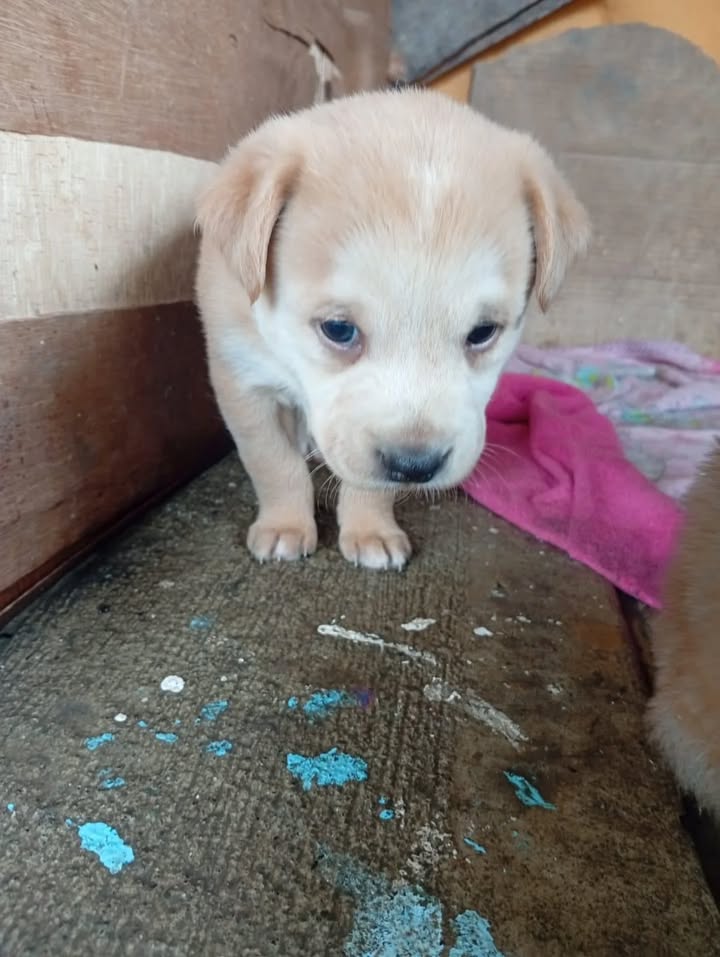 Cachorros en adopción en Risaralda
