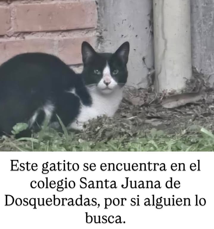 Gato Encontrado en Dosquebradas, Risaralda 
