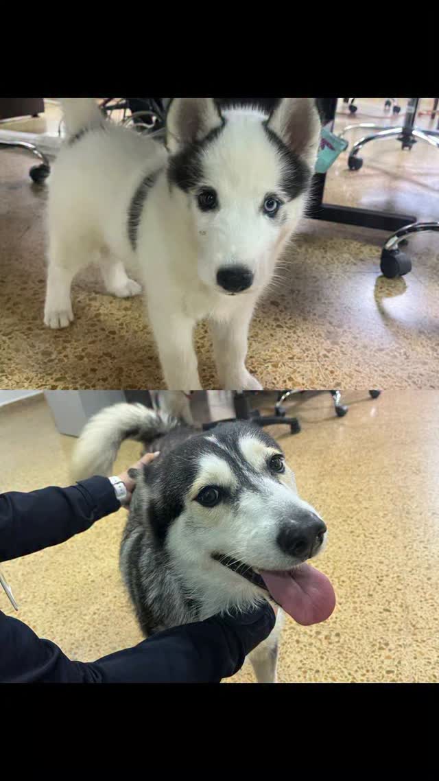 Perros Husky Encontrados en Pereira, Risaralda