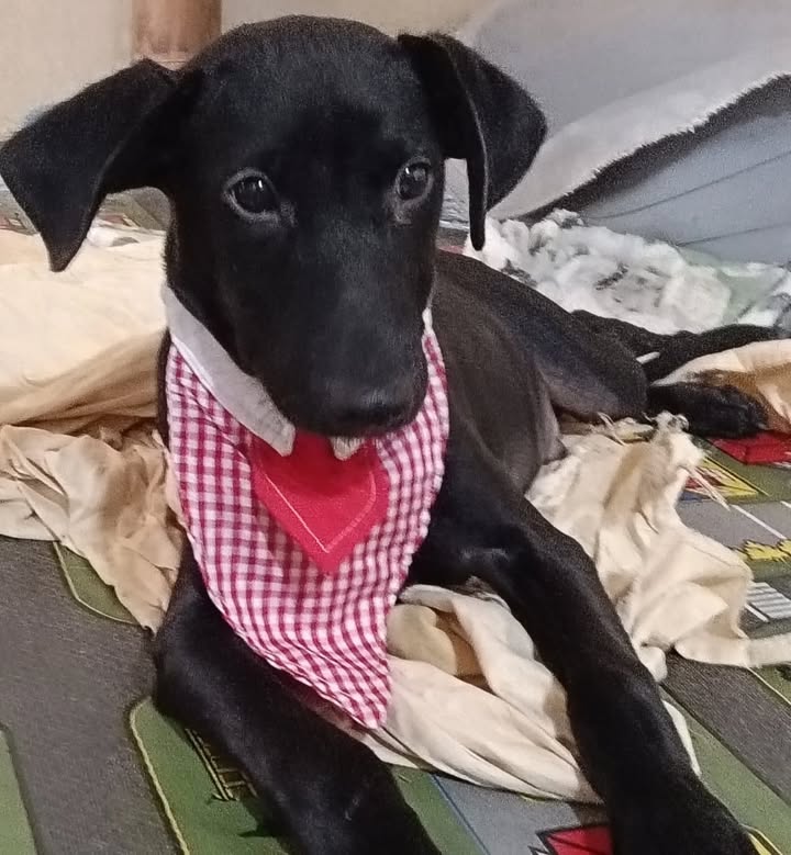 Adopción de perro macho en Risaralda, Colombia