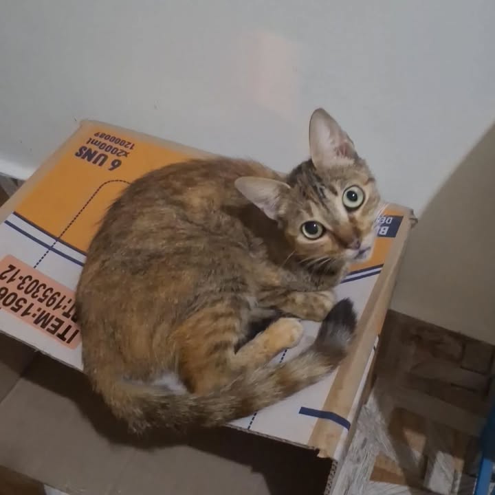 Adopción Gata Hembra Esterilizada 7 Meses Risaralda