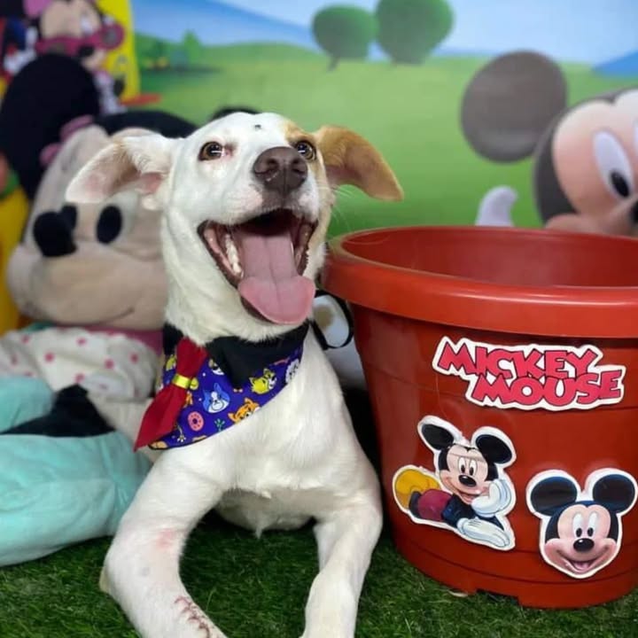 Adopción de perro en Risaralda