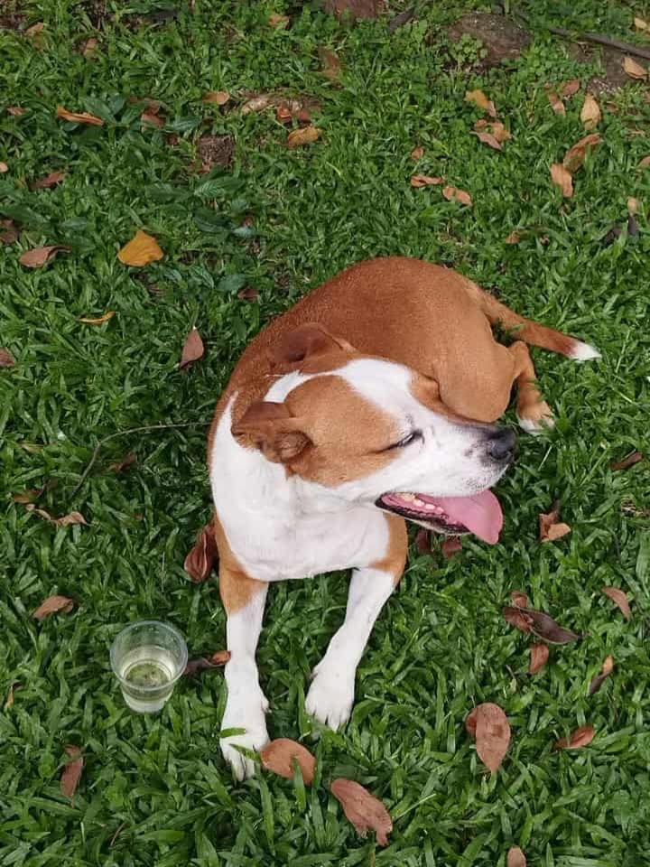 Perro Encontrado en San Fernando Cuba, Risaralda 