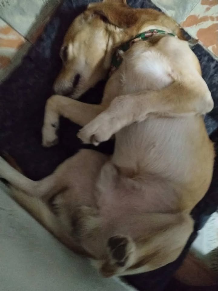 Adopción canina en Dosquebradas 