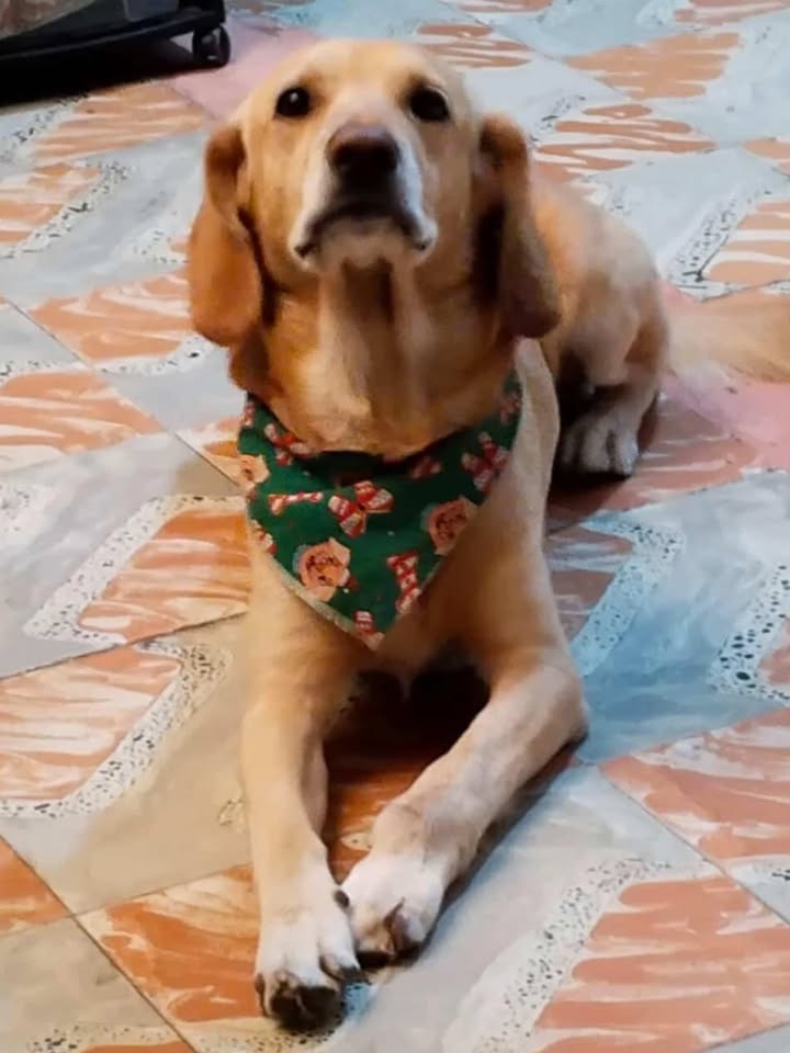 Adopción canina en Dosquebradas 