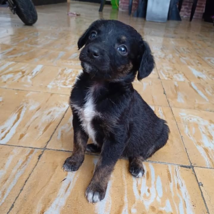 Cachorritas en adopción en Risaralda