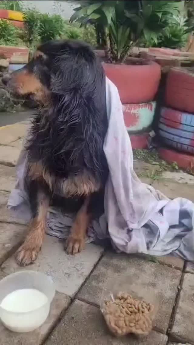 Perro en adopción en Pereira, Risaralda