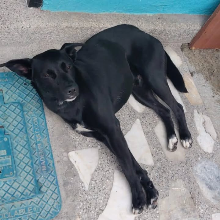 Adopción Perrito Abandonado en Cuba, Risaralda