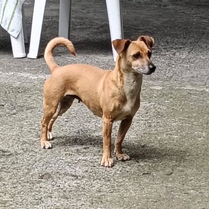Adopción de Perros Pequeños en Risaralda 