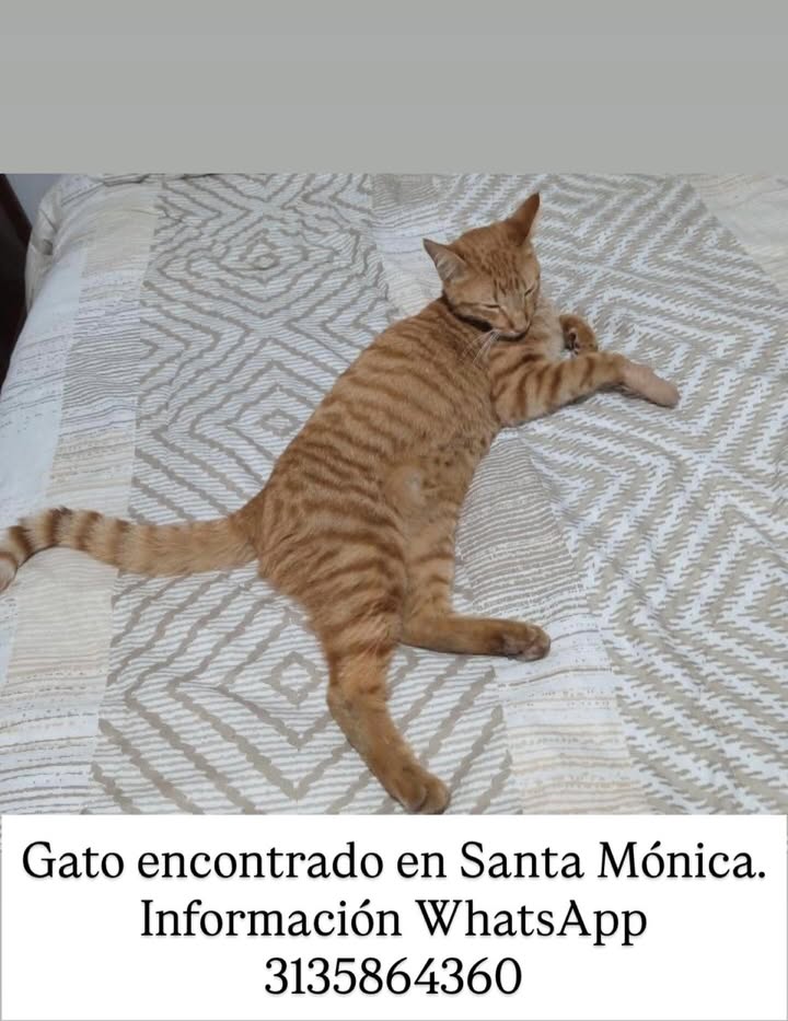 Gato encontrado en Santa Mónica, Risaralda 