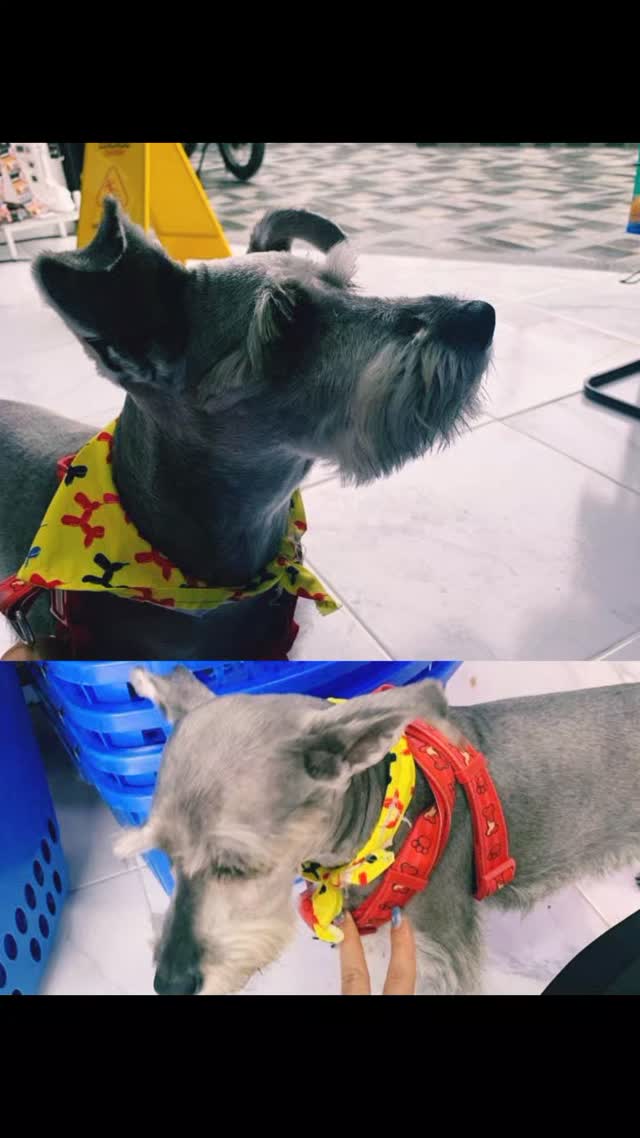 Perro perdido en Santa Isabel, Risaralda 