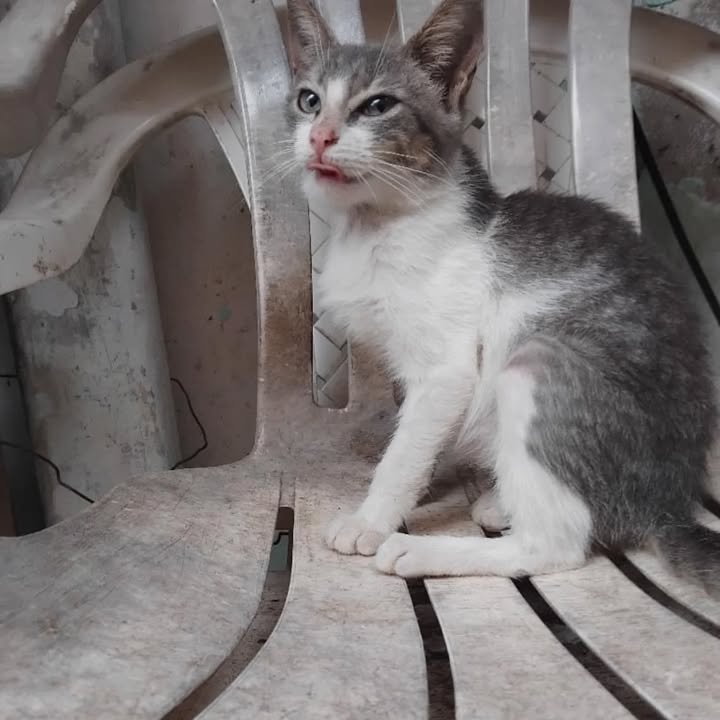 Adopción de Gaticas en La Victoria, Valle 