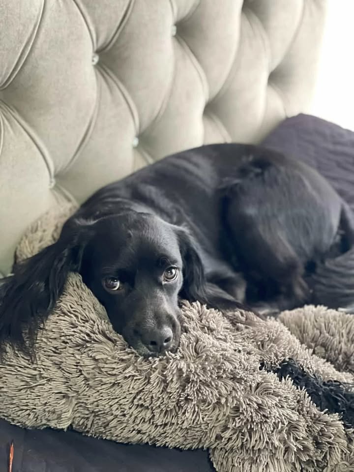 Adopción de Cachorro en Risaralda 