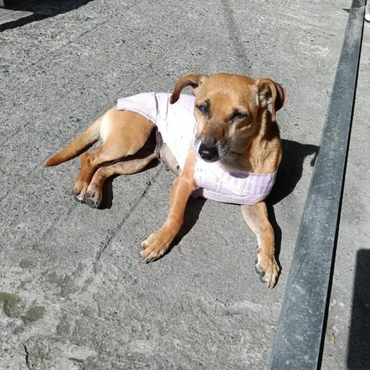 Adopción de Perros Pequeños en Risaralda