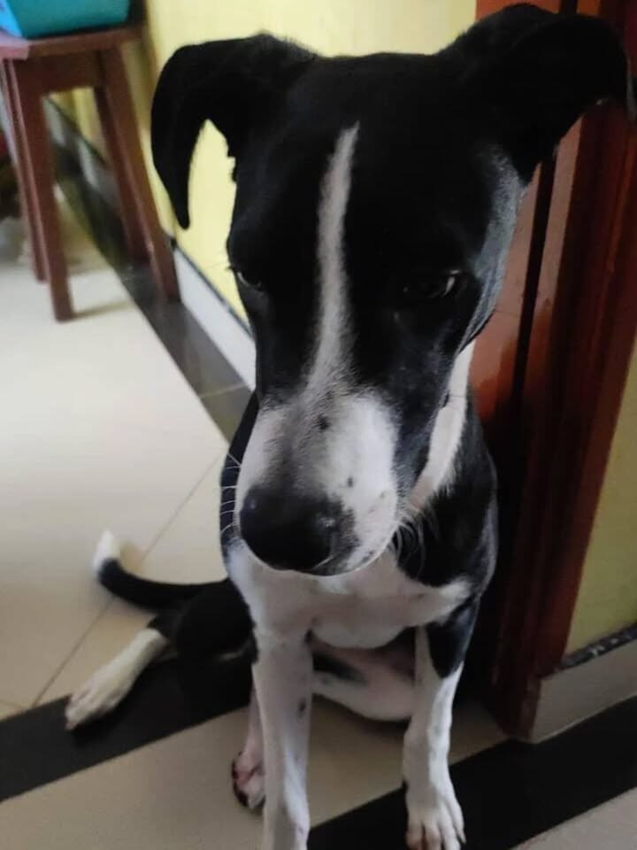 Adopción de Perro en Risaralda 