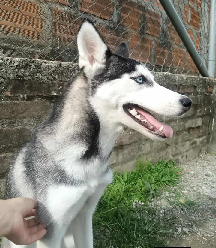 Adopción de Perro en Risaralda 