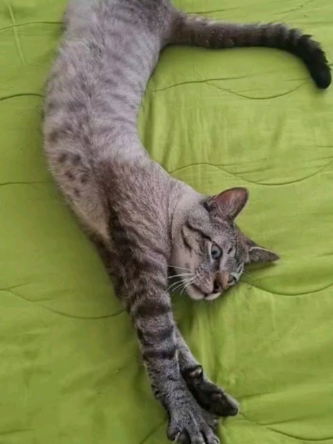 Adopción de Gato Tierno y Juguetón 