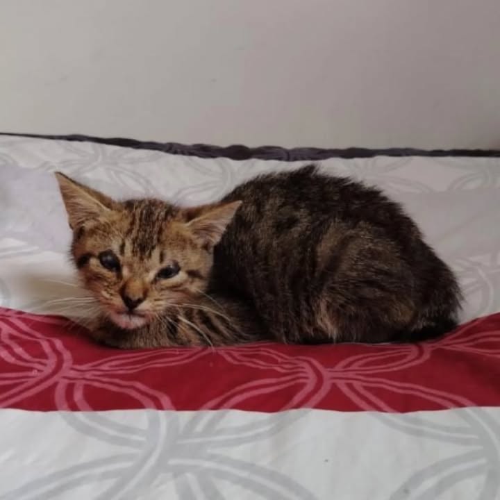 Gatita en Adopción en Risaralda 