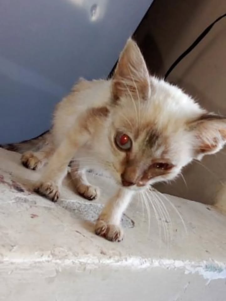 Gatita Encontrada en Risaralda 