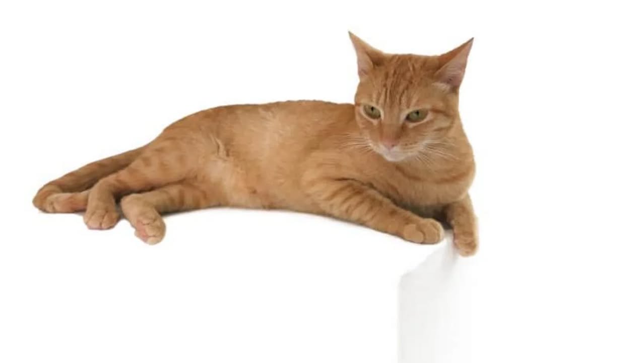 Gata en adopción en Risaralda