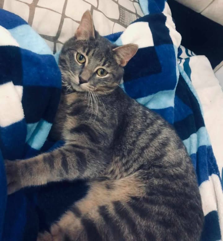 Gatos en Adopción Risaralda 