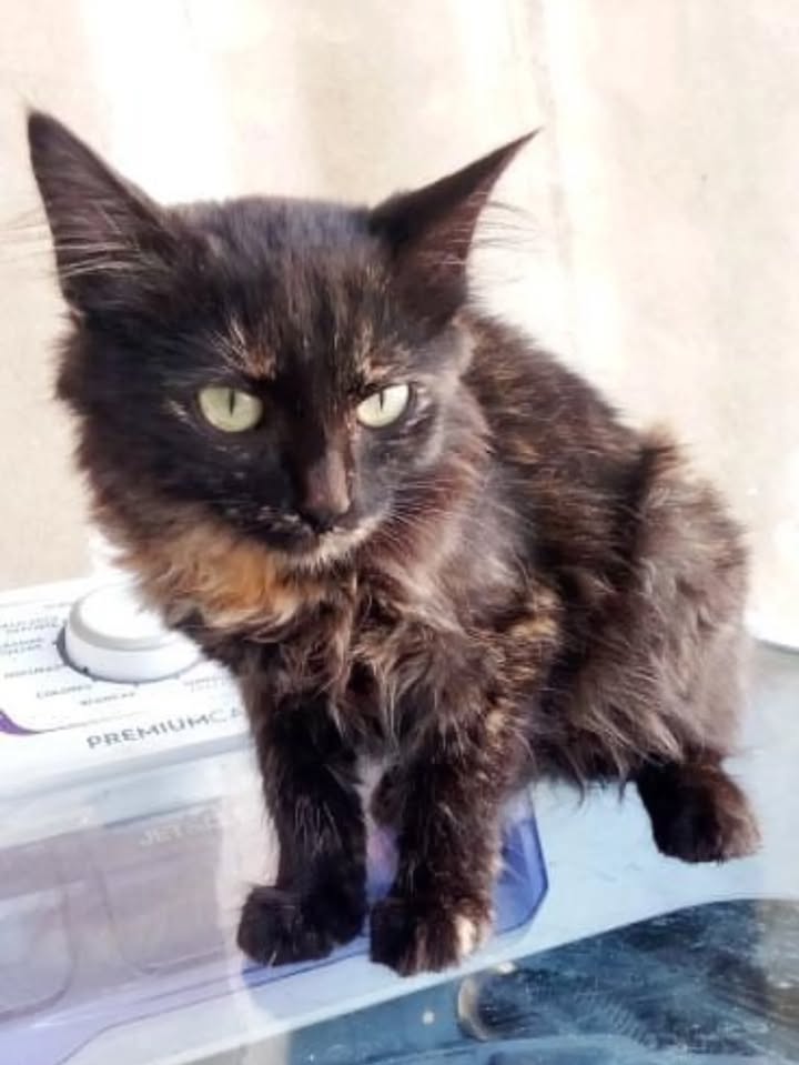 Adopción gatita hembra 3 meses Risaralda