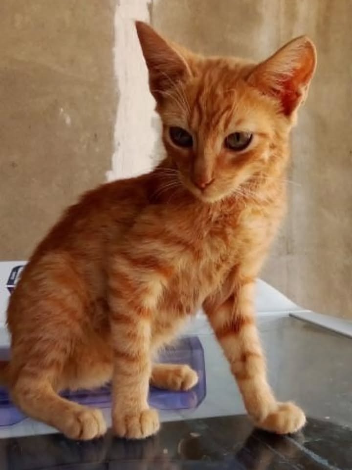 Adopción de Cachorro Macho en Colombia