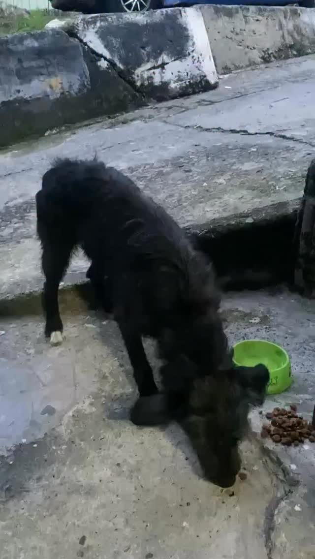 Perro Perdido en Cuba, Risaralda 