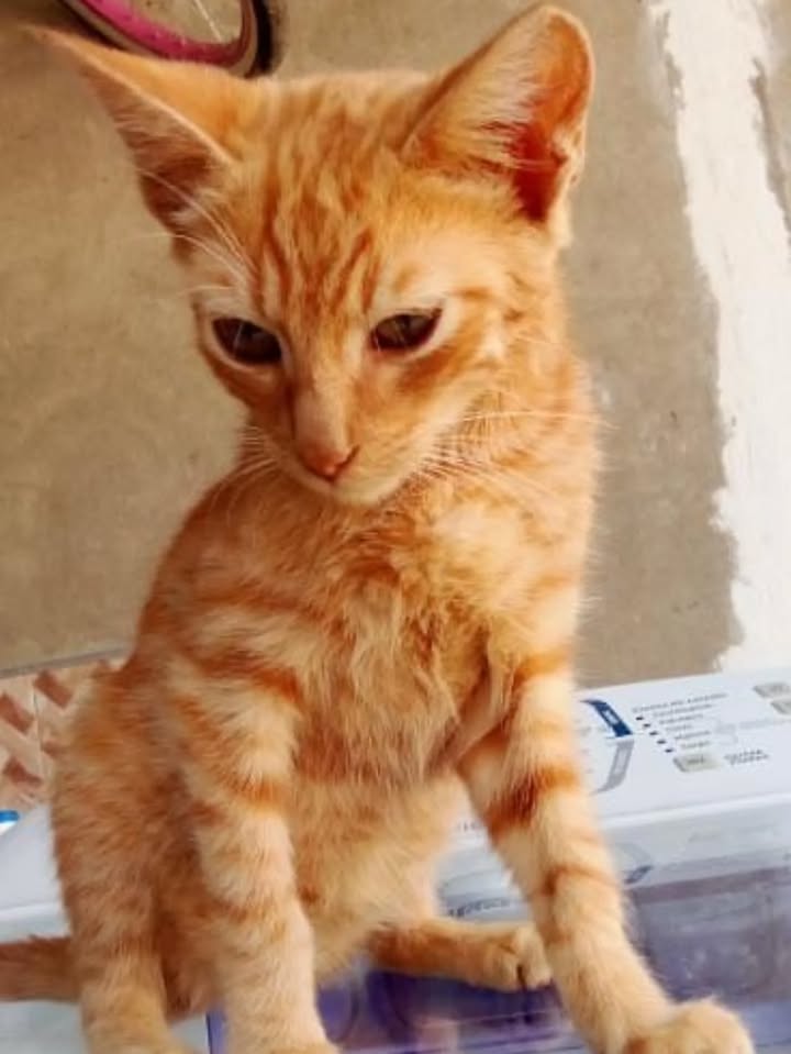 Adopción de Cachorro Macho en Colombia 