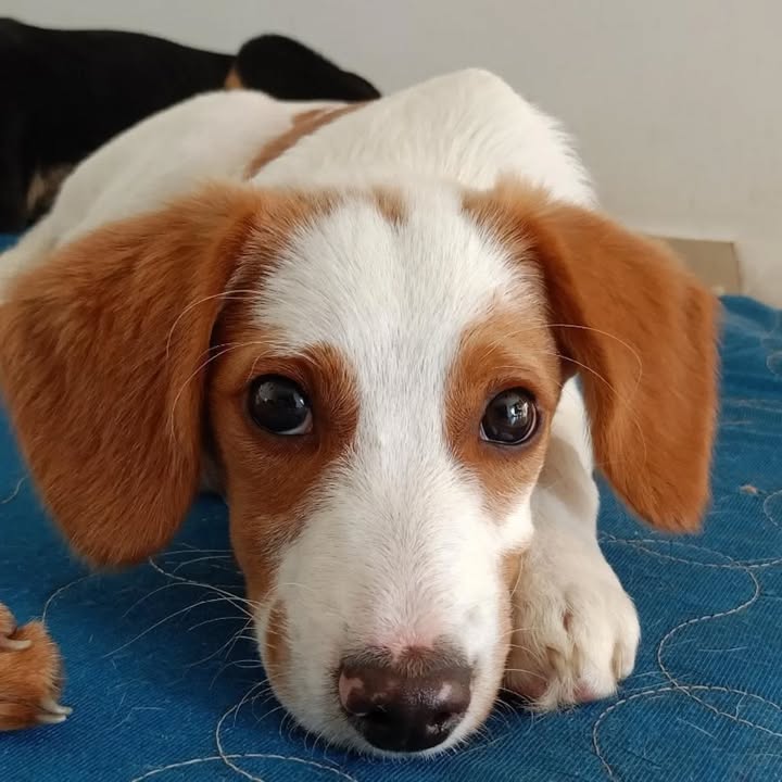 Adopción de Cachorros en Risaralda, Colombia 