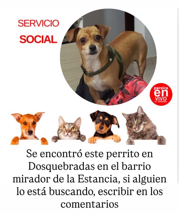 Perro encontrado en Dosquebradas 
