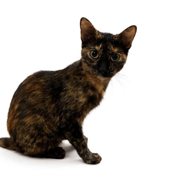 Gata Carey en Adopción 