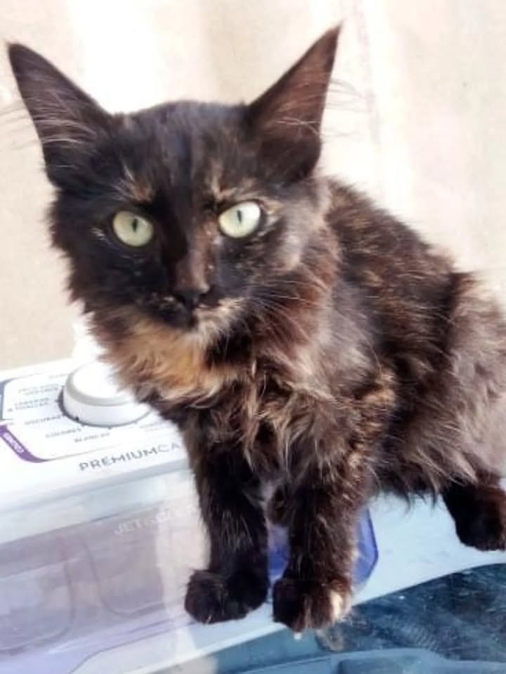 Adopción gatita hembra 3 meses Risaralda 